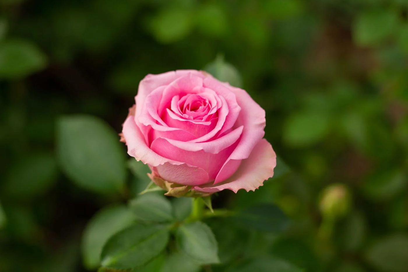 Standard Roses